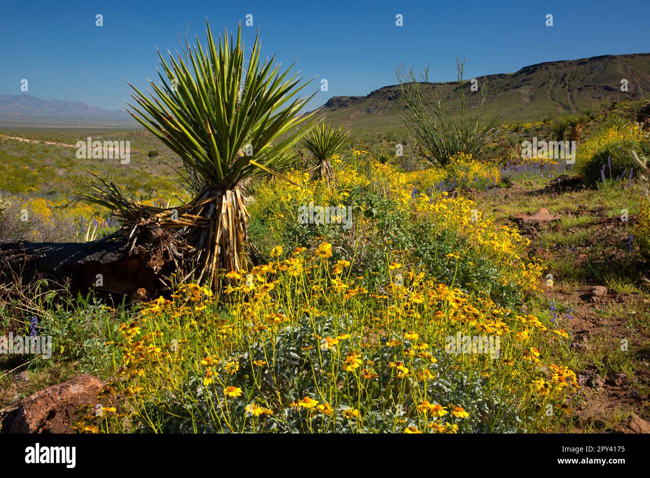 Yucca in brittlebush, Route 66 Historic Back Country Byway, Arizona