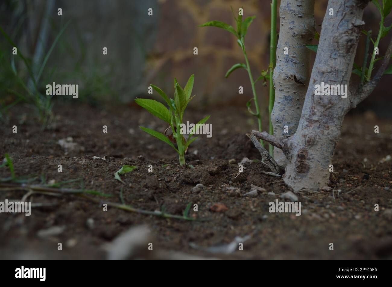 baby tree is growing under it's mommy Stock Photo Alamy