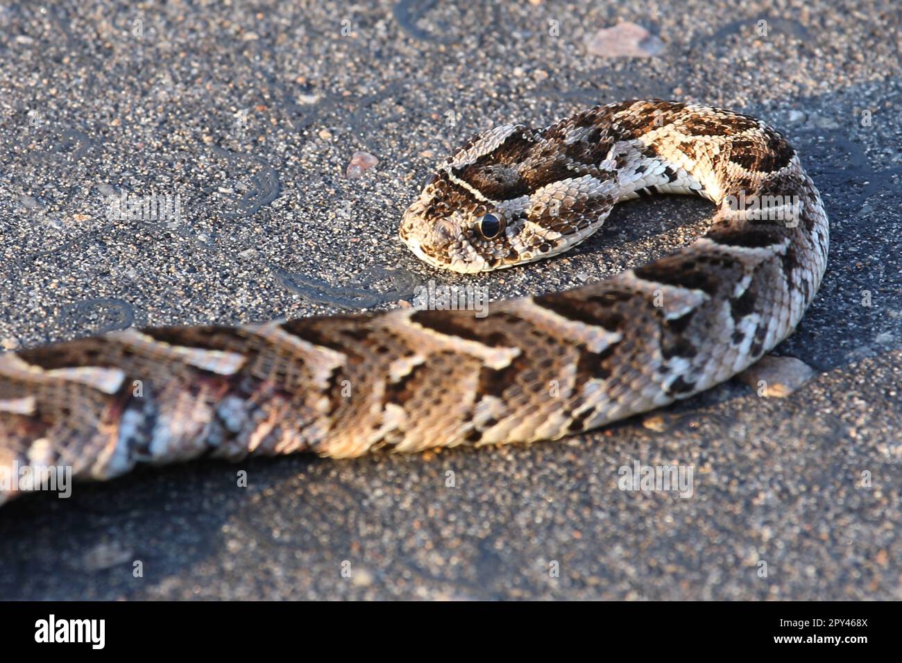 Puffotter / Puff adder / Bitis arietans Stock Photo - Alamy