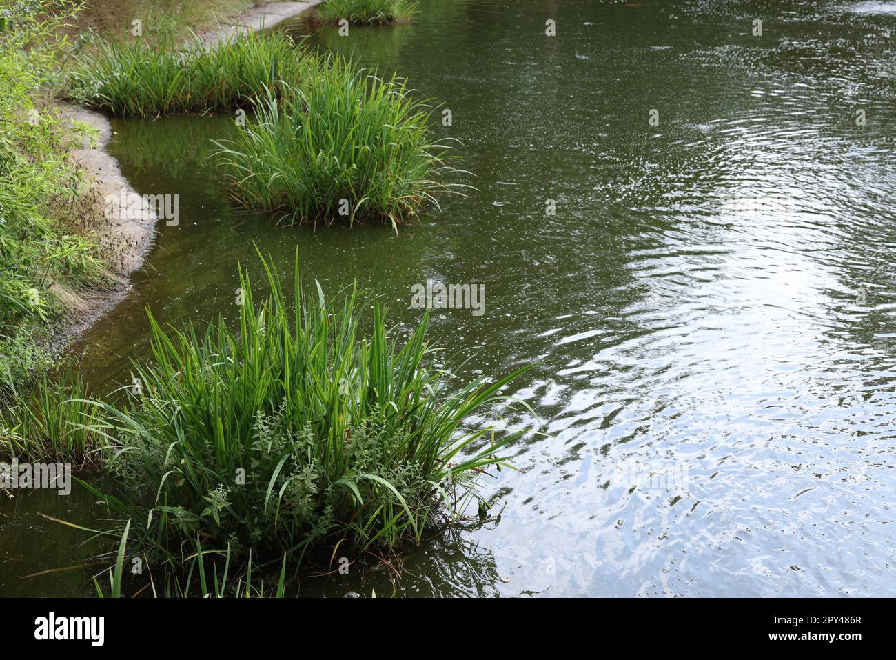 Beautiful view plants on water in park Stock Photo