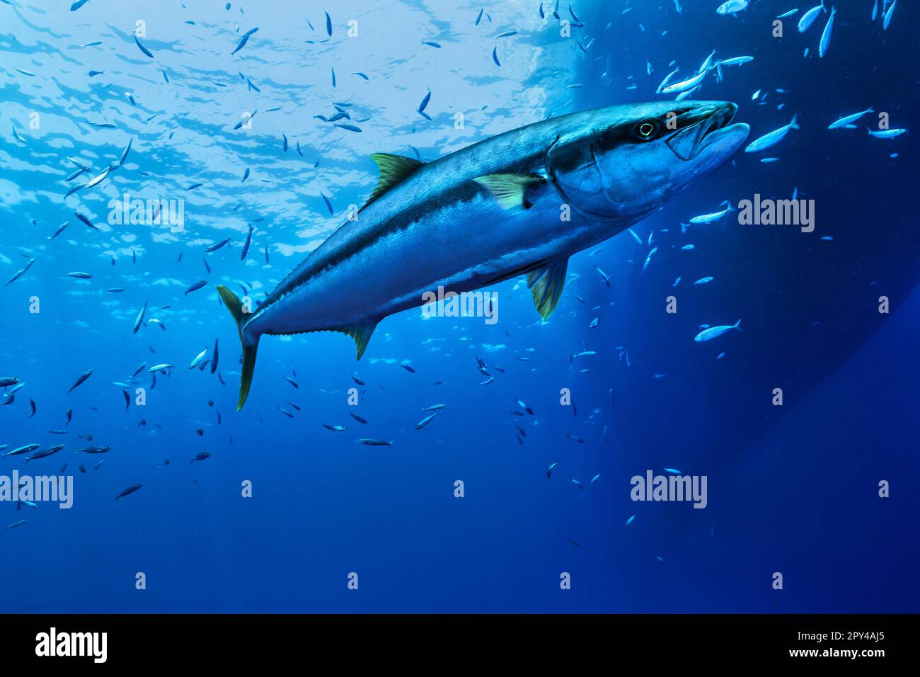 yellowfin tuna underwater in clear waters Stock Photo Alamy