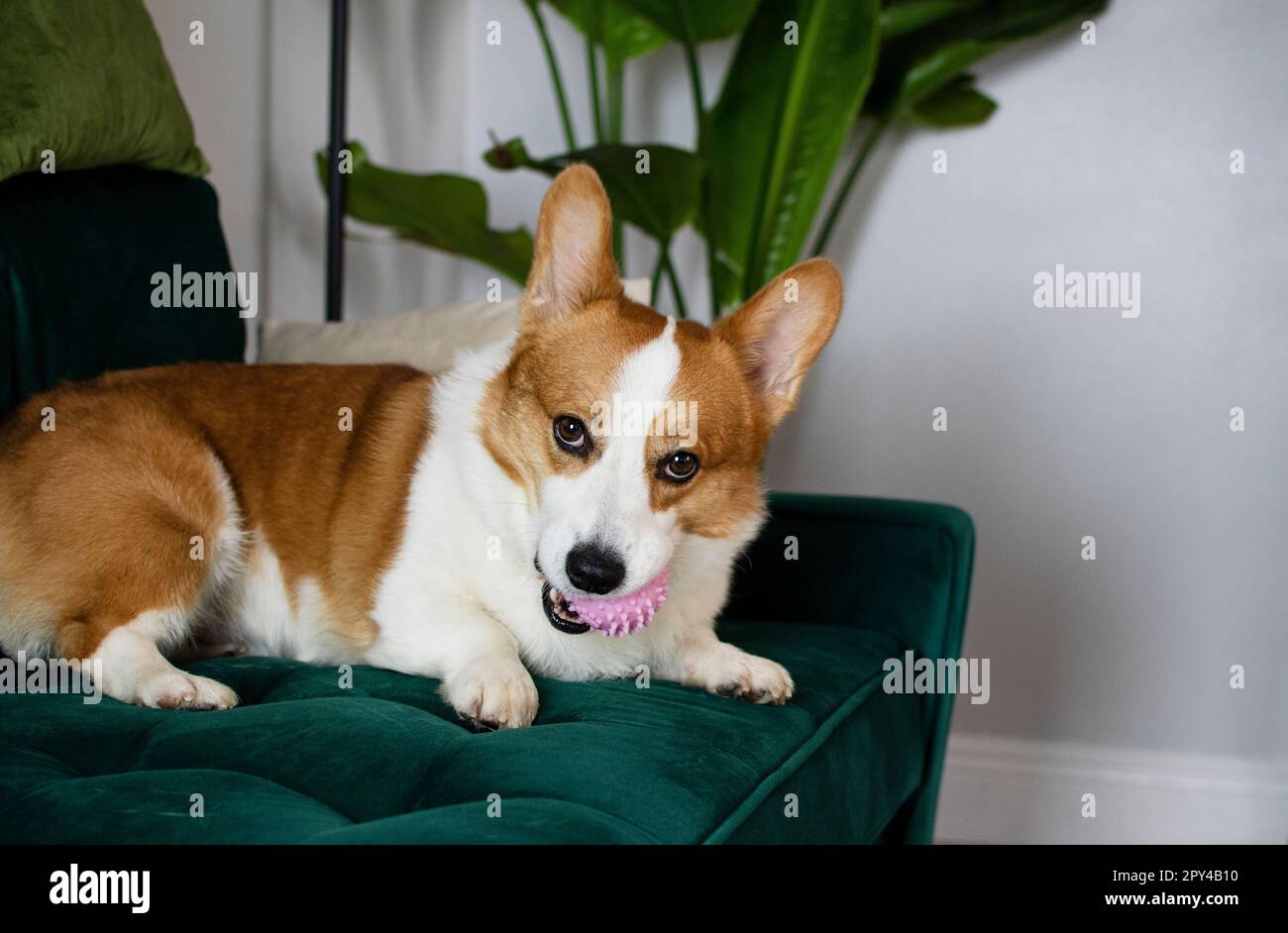 Portrait of Pembroke Welsh Corgi. Portrait of the dog looking at the camera Stock Photo