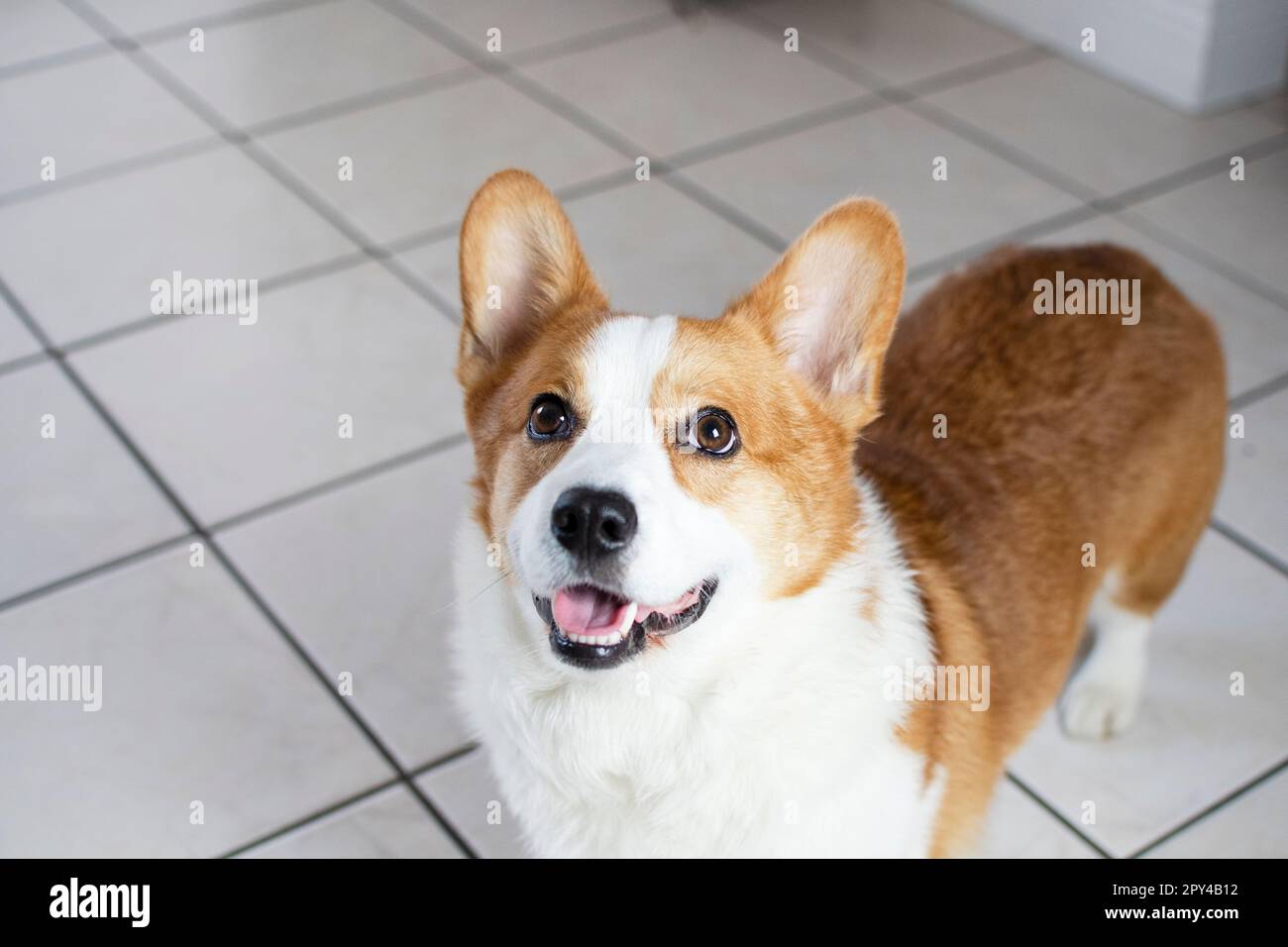 Portrait of Pembroke Welsh Corgi. Portrait of the dog looking at the camera Stock Photo