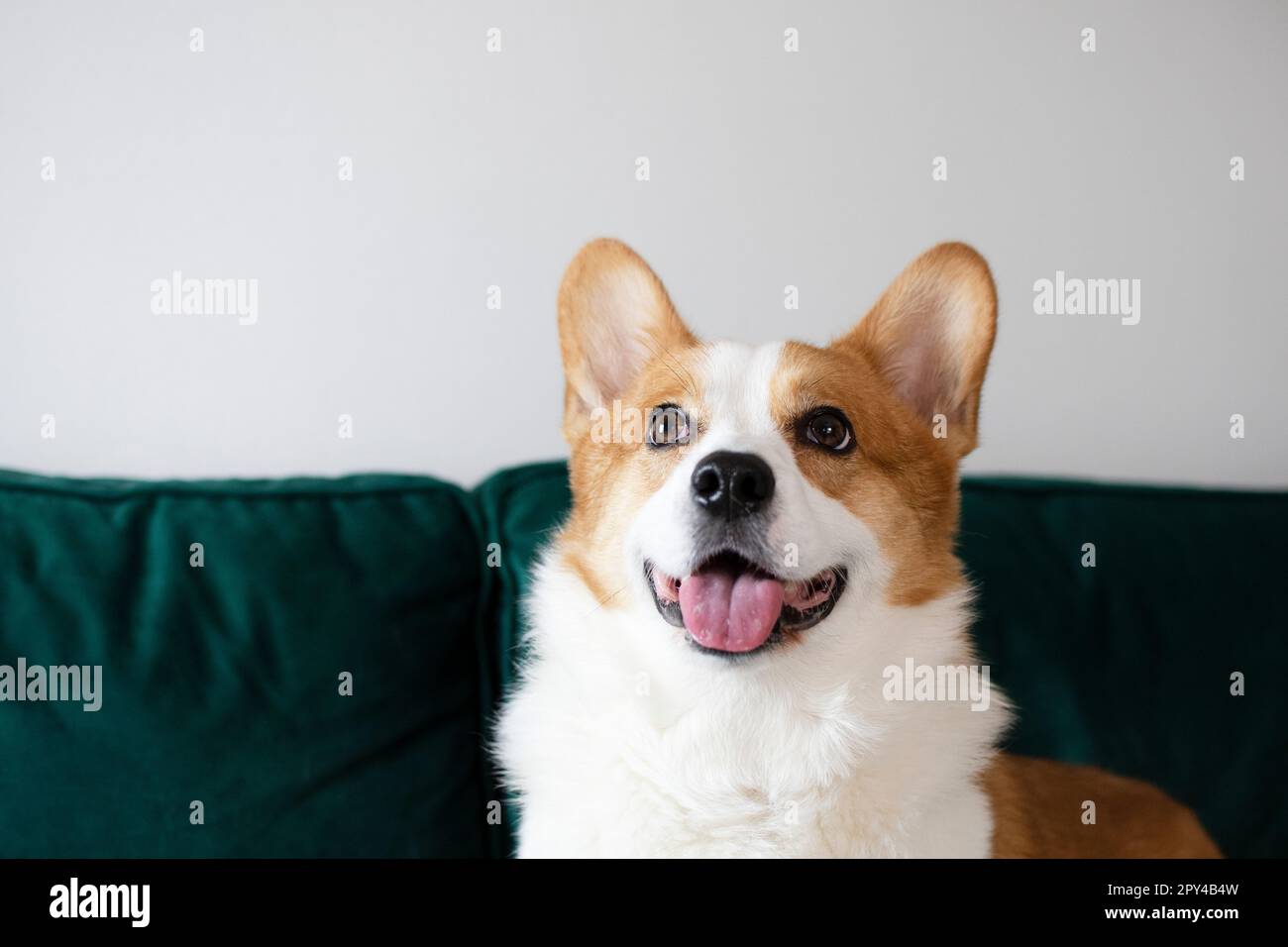 Portrait of a gorgeous purebred Welsh Pembroke Corgi dog on the green couch Stock Photo