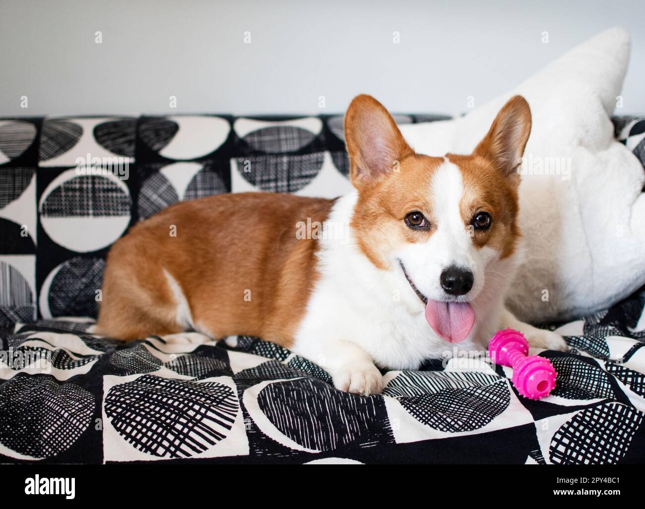 Portrait of Pembroke Welsh Corgi. Portrait of the dog looking at the ...