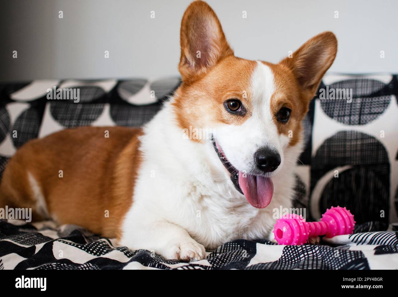 Portrait of Pembroke Welsh Corgi. Portrait of the dog looking at the camera Stock Photo