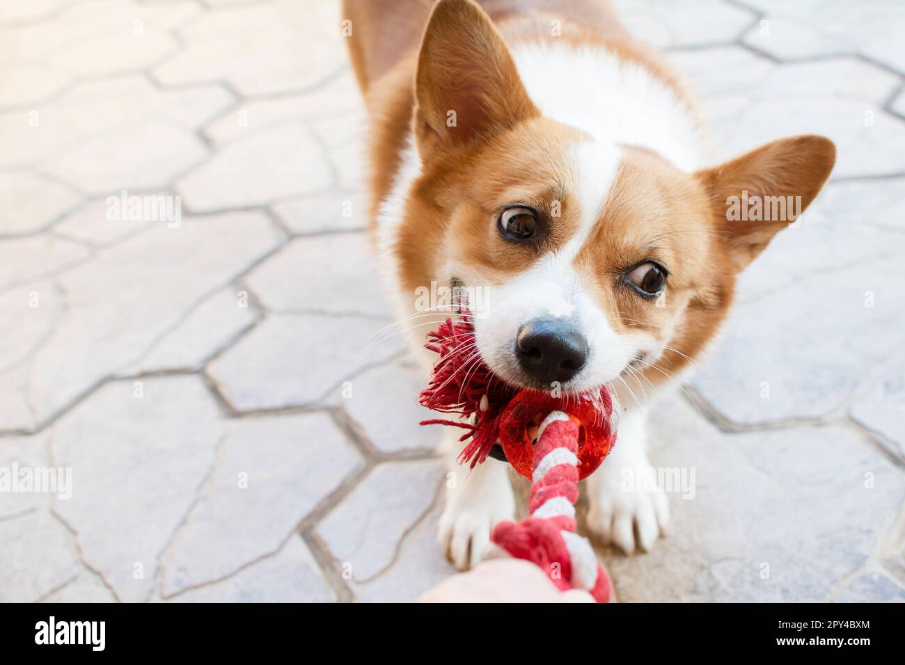 Funny Welsh Pembroke Corgi playing tug of war with the owner. Cute dog playing with the toy. Playing with dog Stock Photo