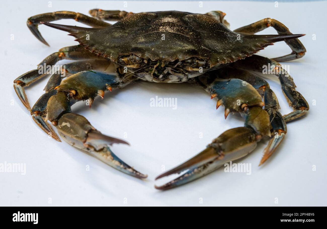 Stralsund, Germany. 26th Apr, 2023. View of a blue crab lying on a