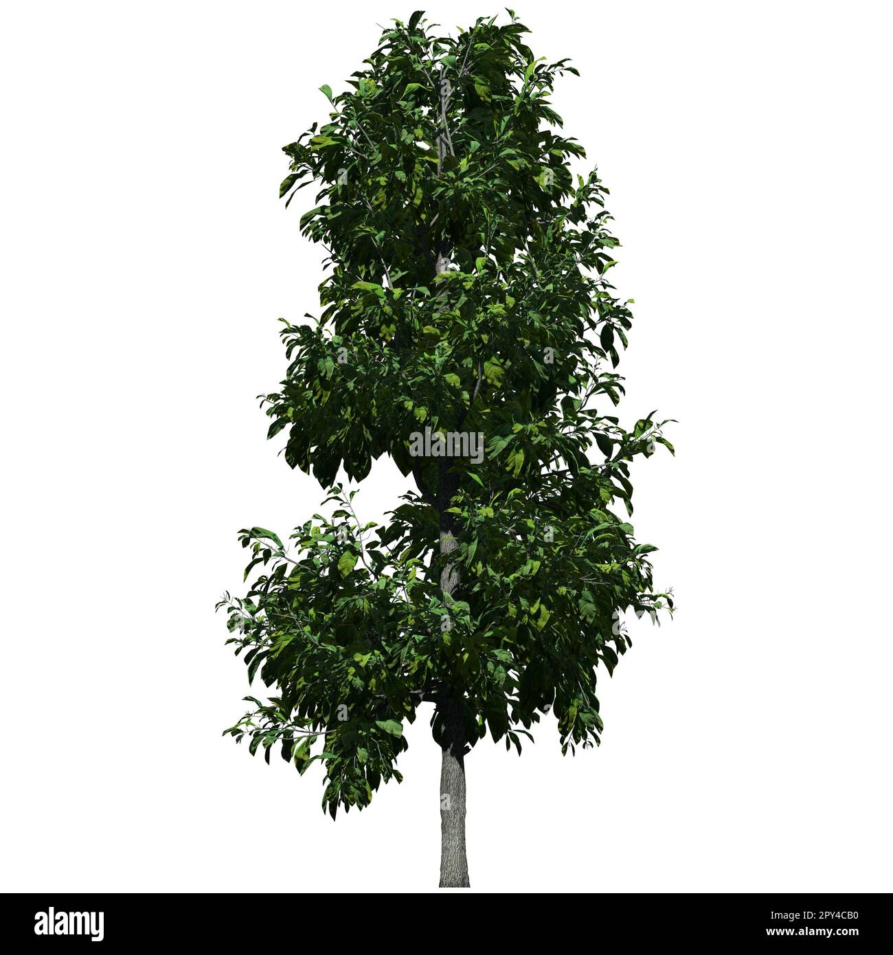 Tree isolated on white background front view - Sourwood Tree Stock Photo