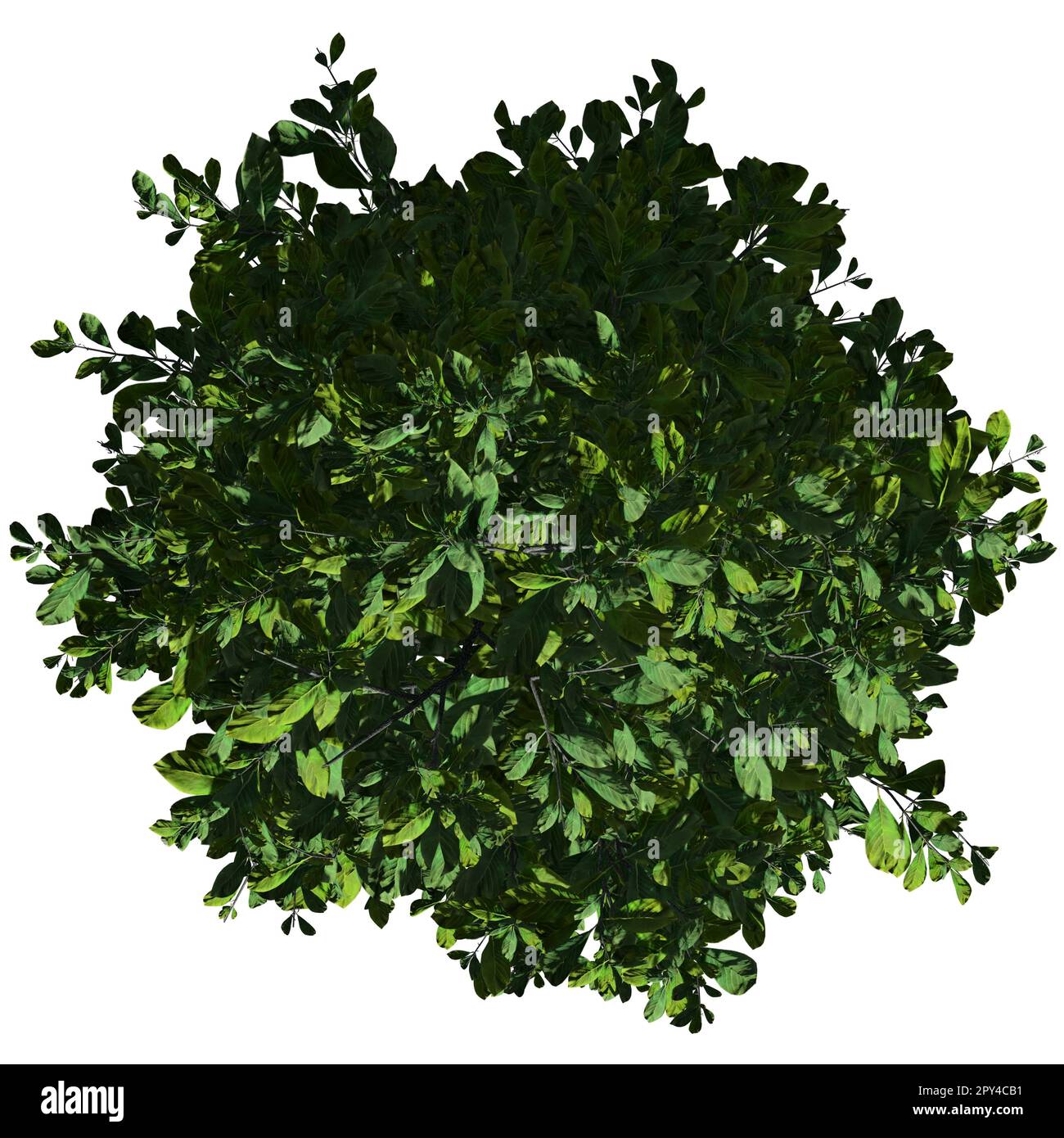 Tree isolated on white background top view - Sourwood Tree Stock Photo