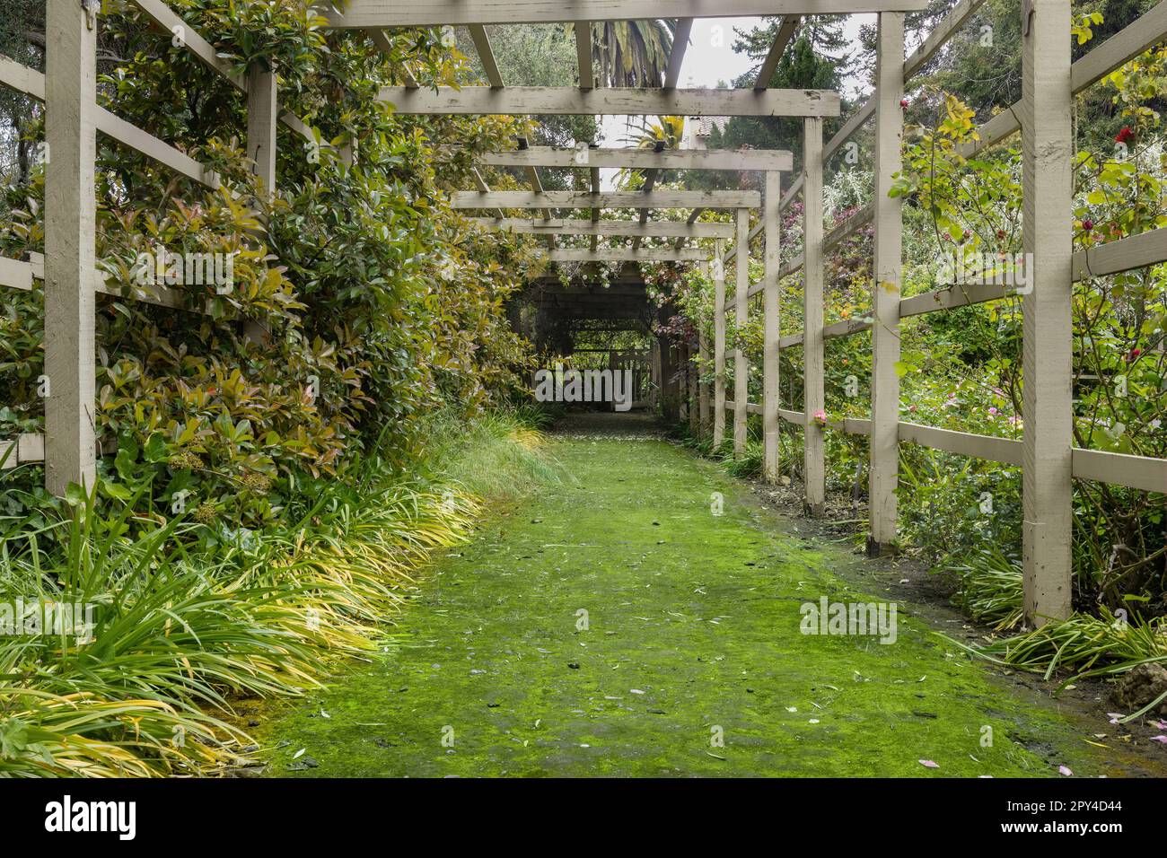 Trellis Walkway in The Bay Area, California Stock Photo Alamy