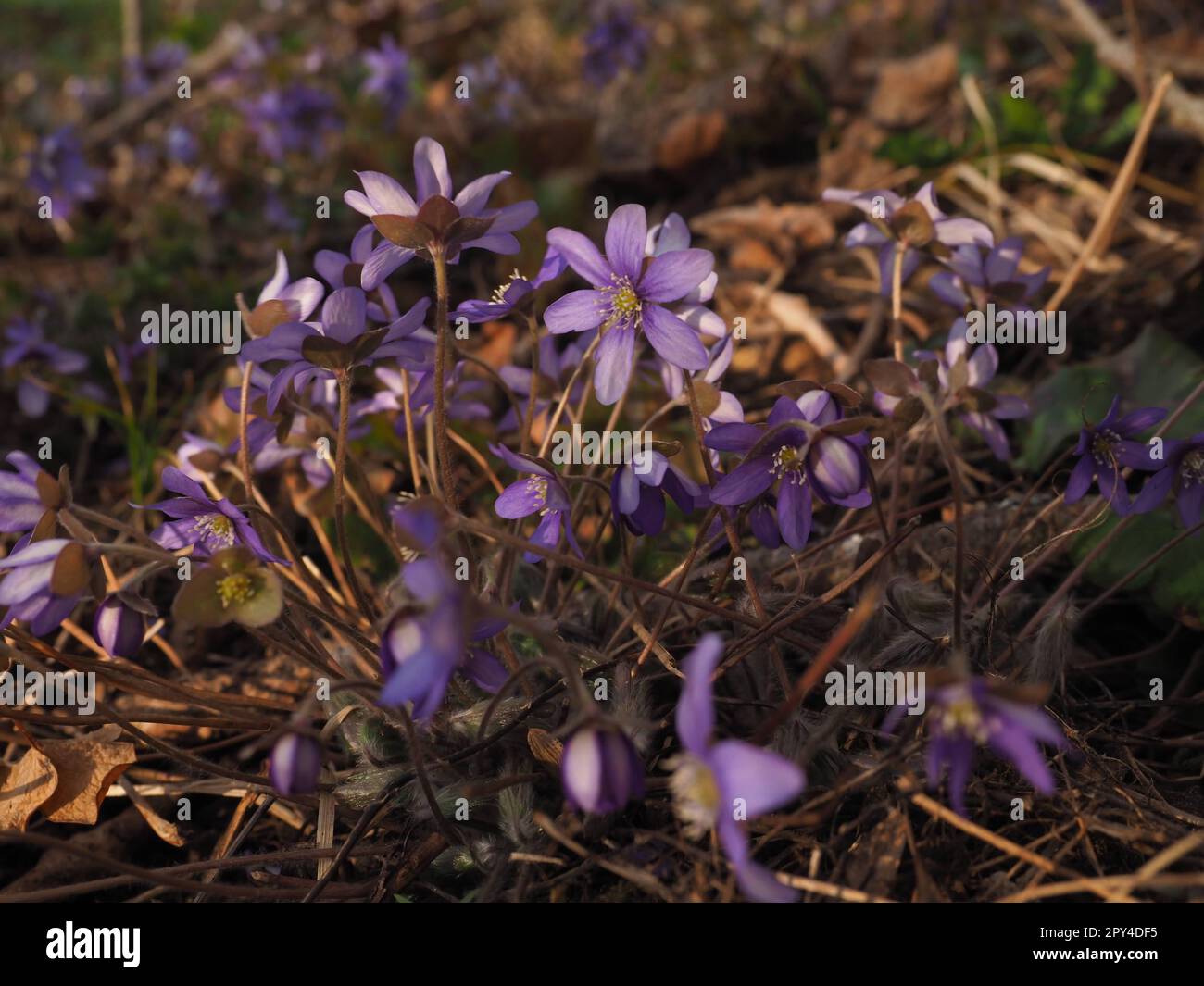 Numerous flowers of Hepatica Stock Photo