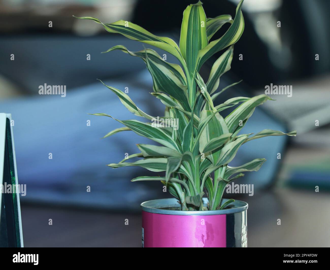 Dracaena Sanderiana in the office table for decorative looks Stock Photo