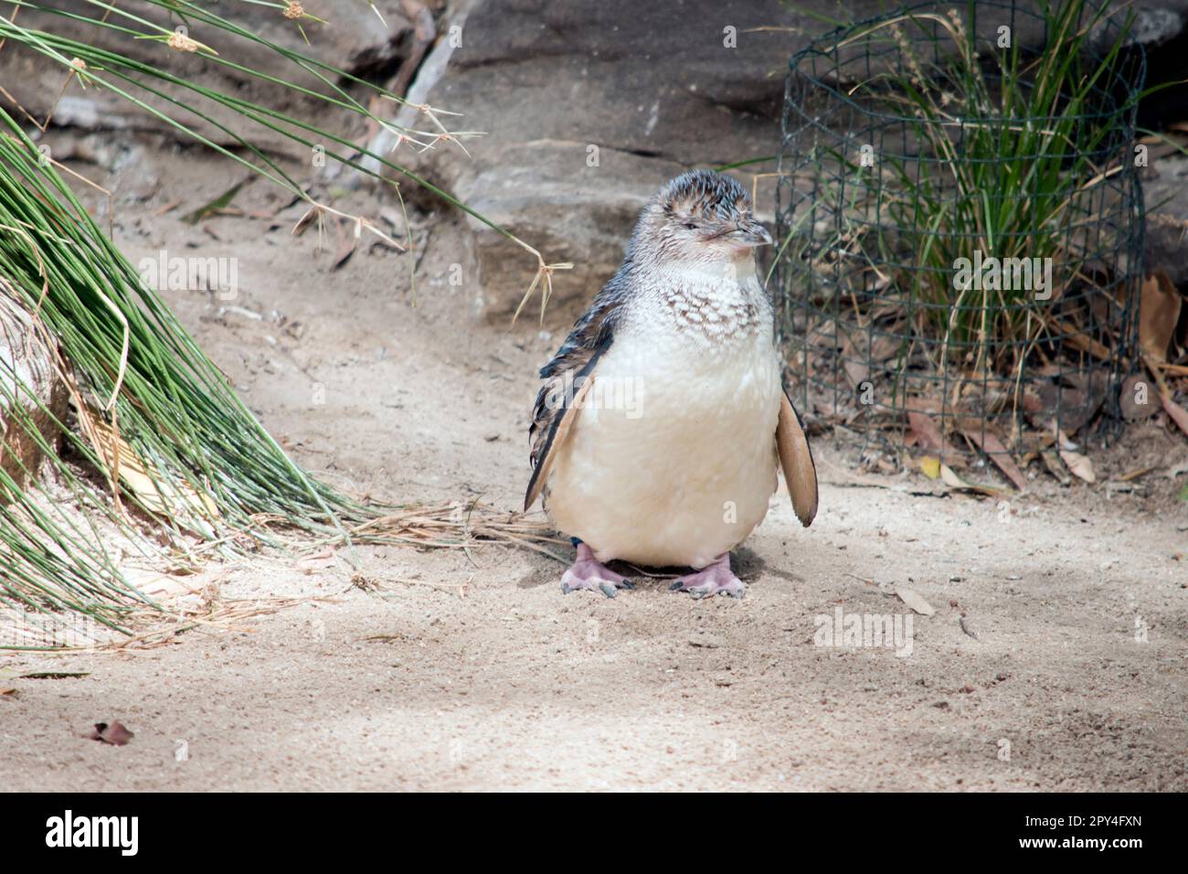 the fairy penguin is a black and white bird that cannot fly Stock Photo