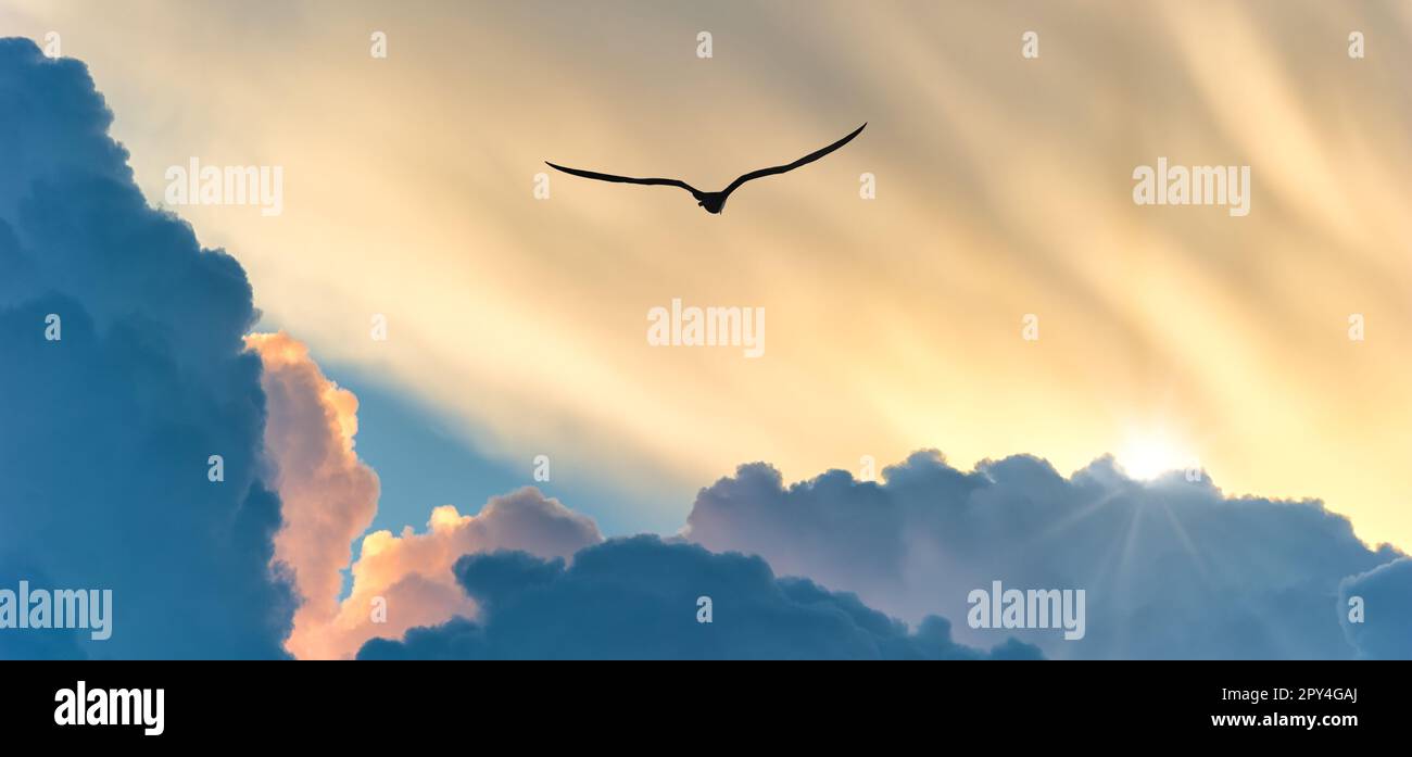 A Bird Silhouette Is Soaring Above The Colorful Clouds At Sunset Banner ...