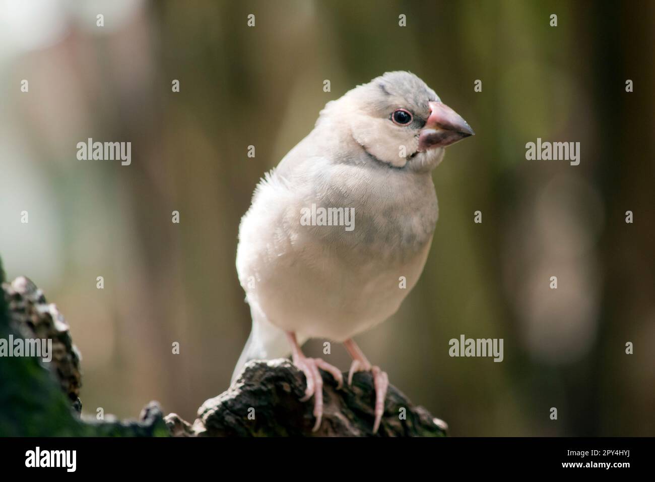 the young java finch is changing to his adult coloring Stock Photo