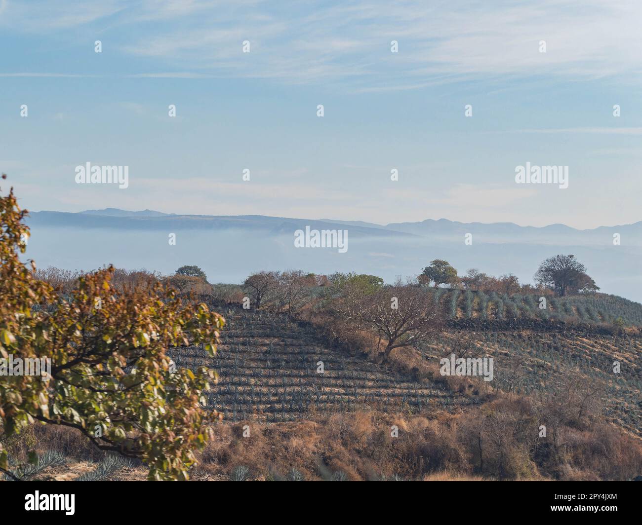 Sunny view of the Tequila farm at Jalisco, Mexico Stock Photo Alamy