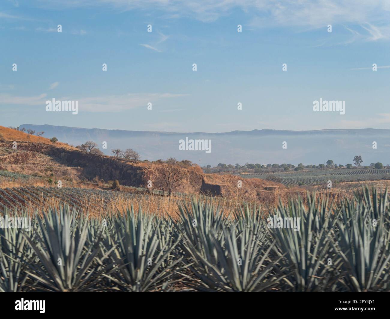 Sunny view of the Tequila farm at Jalisco, Mexico Stock Photo Alamy