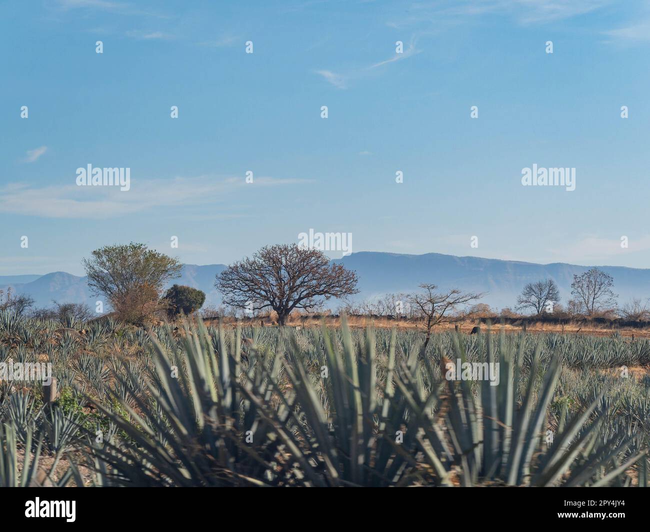 Sunny view of the Tequila farm at Jalisco, Mexico Stock Photo Alamy