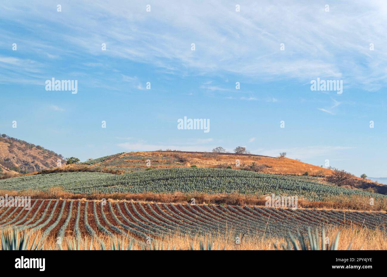 Sunny view of the Tequila farm at Jalisco, Mexico Stock Photo Alamy