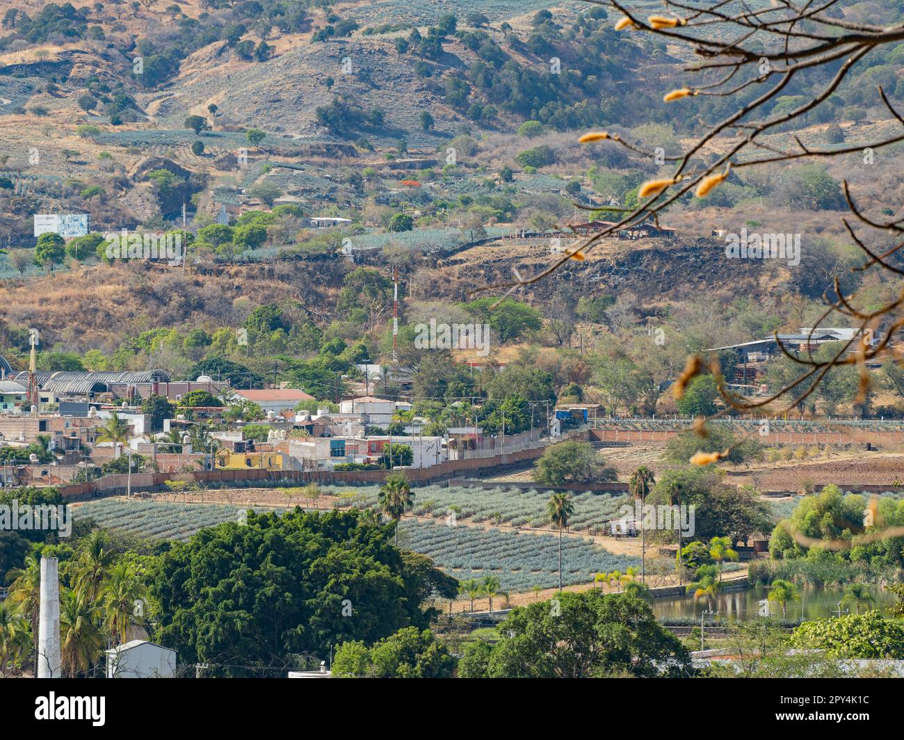 Sunny view of the Tequila farm at Jalisco, Mexico Stock Photo Alamy