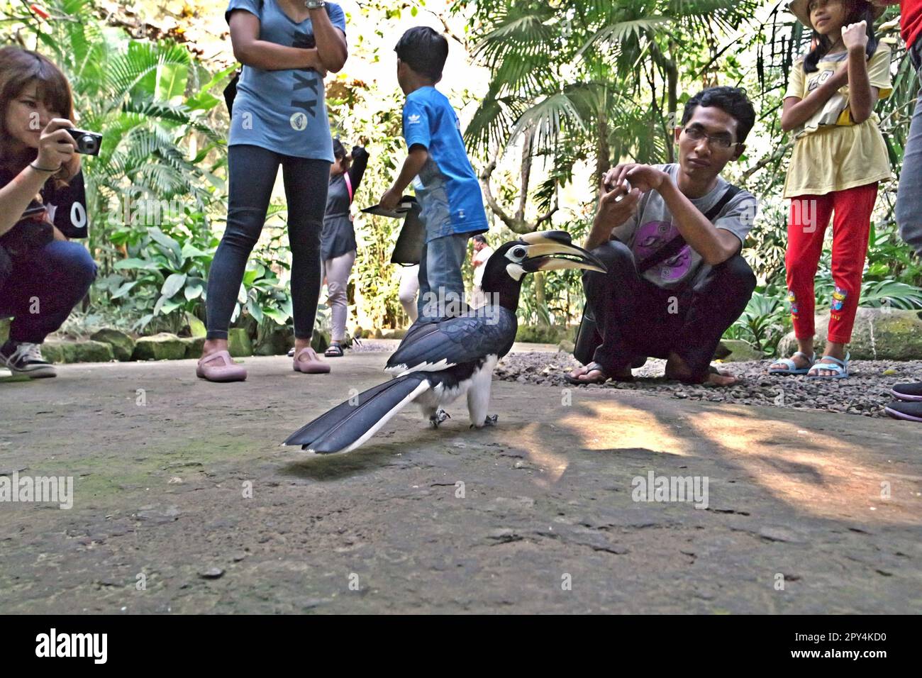Visitors are taking pictures of an oriental pied hornbill (Anthracoceros  albirostris) at Bali Zoo in Singapadu, Sukawati, Gianyar, Bali, Indonesia  Stock Photo - Alamy