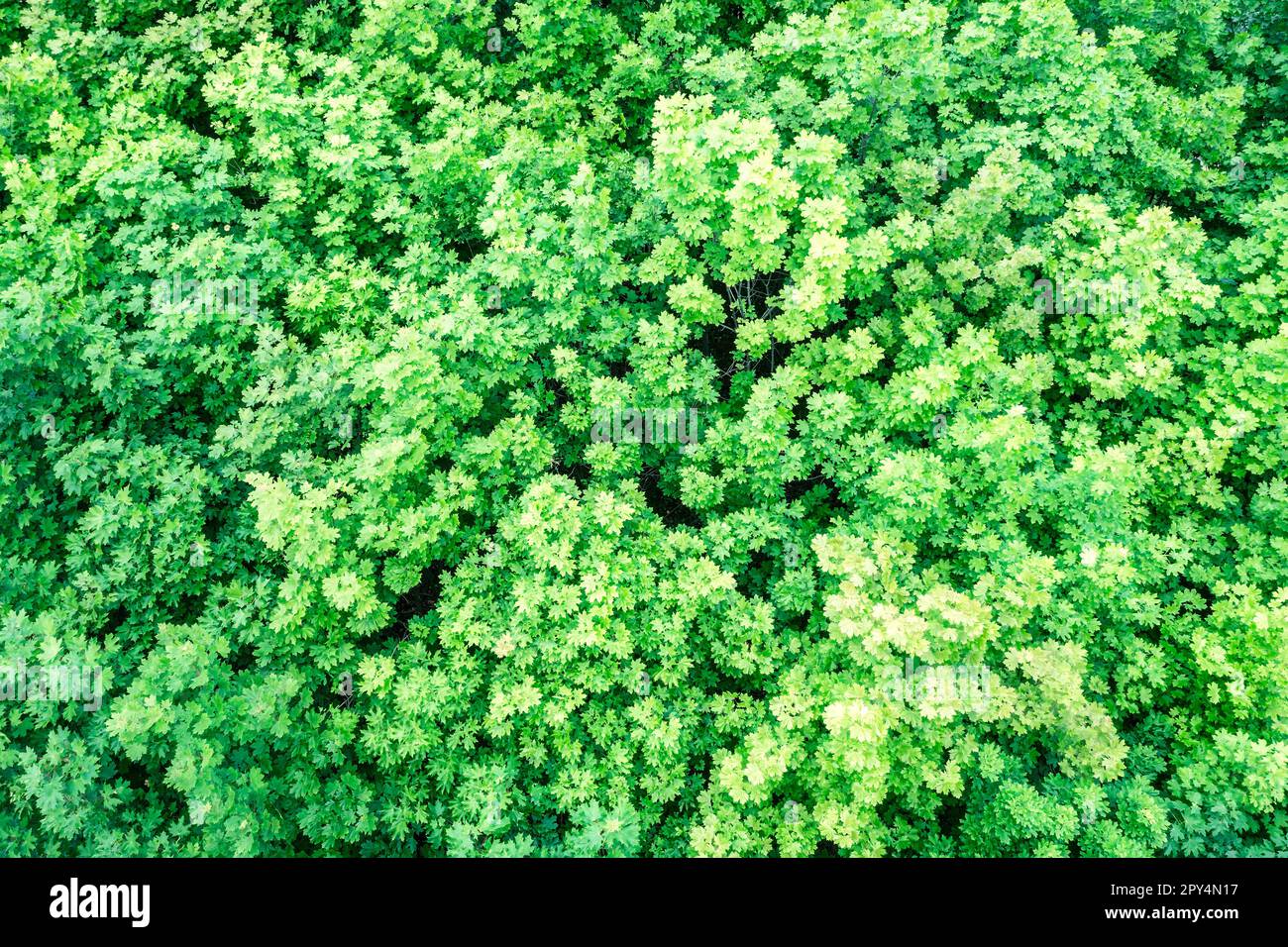 aerial top view from above of colorful green deciduous trees with lush foliage. natural treetops background pattern. Stock Photo