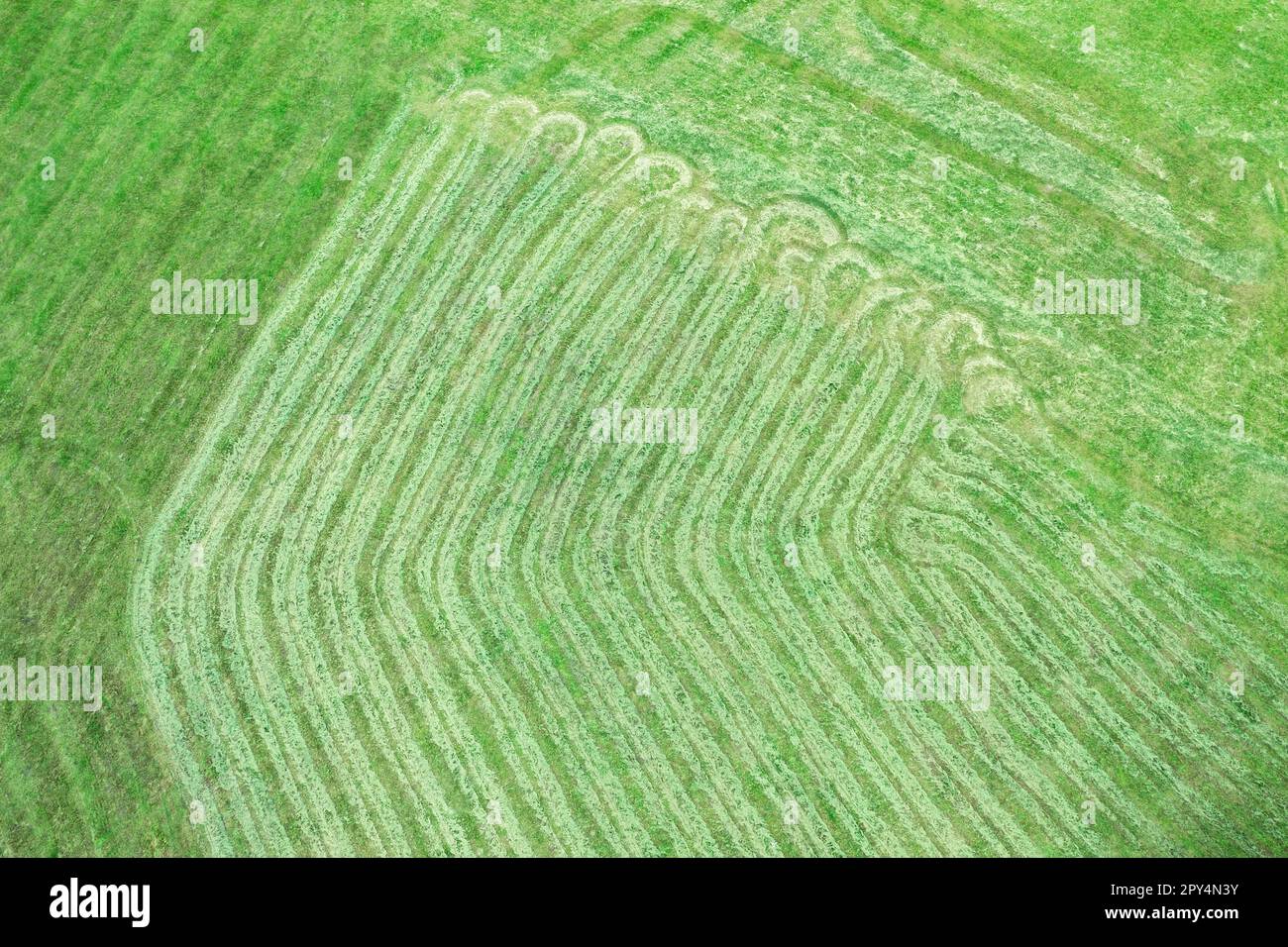 freshly cut green lawn with visible direction lines. natural grass background. aerial top view. Stock Photo