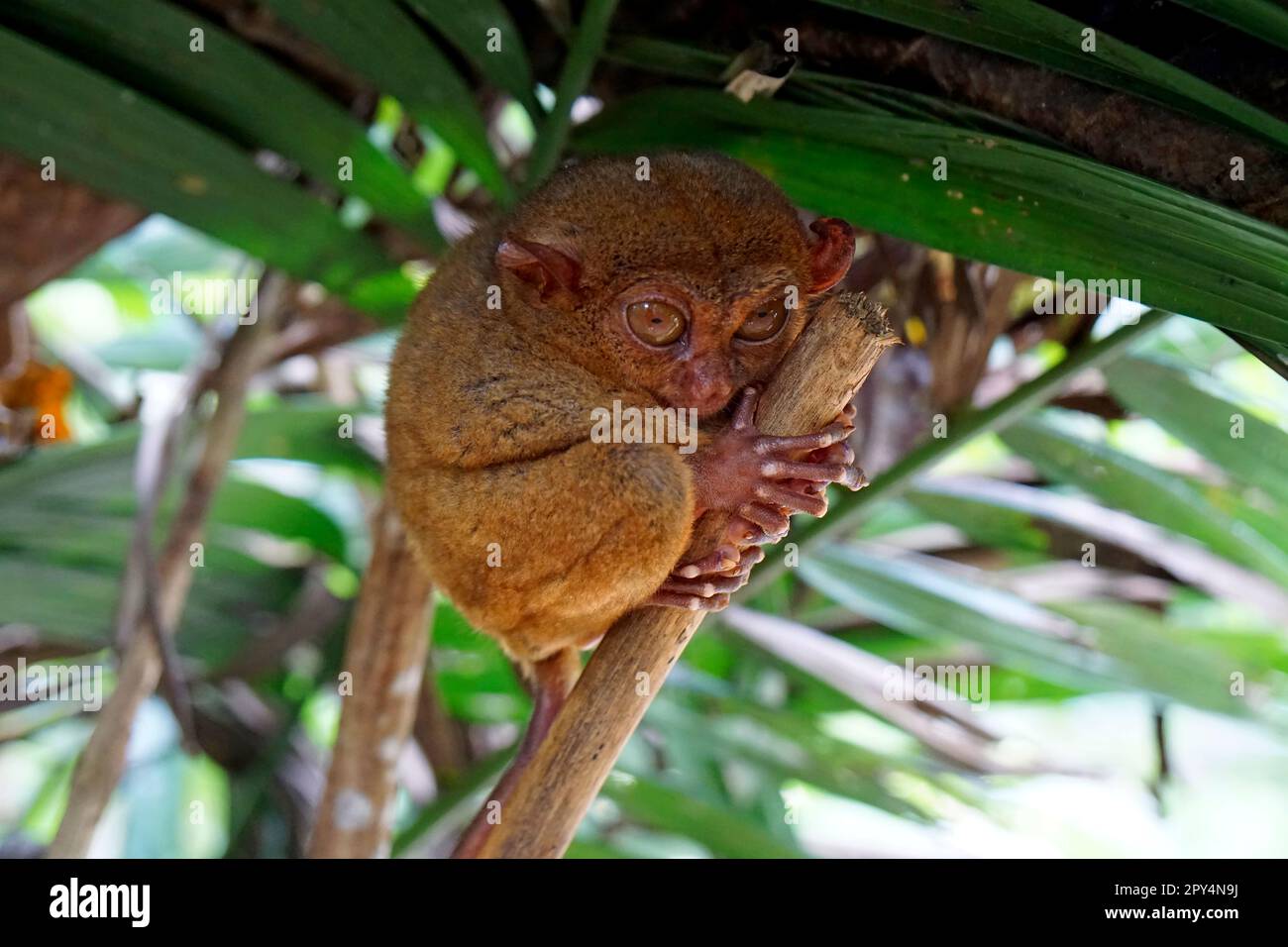 Portrait of Tarsier monkey (Tarsius Syrichta) on the tree at bohol ...