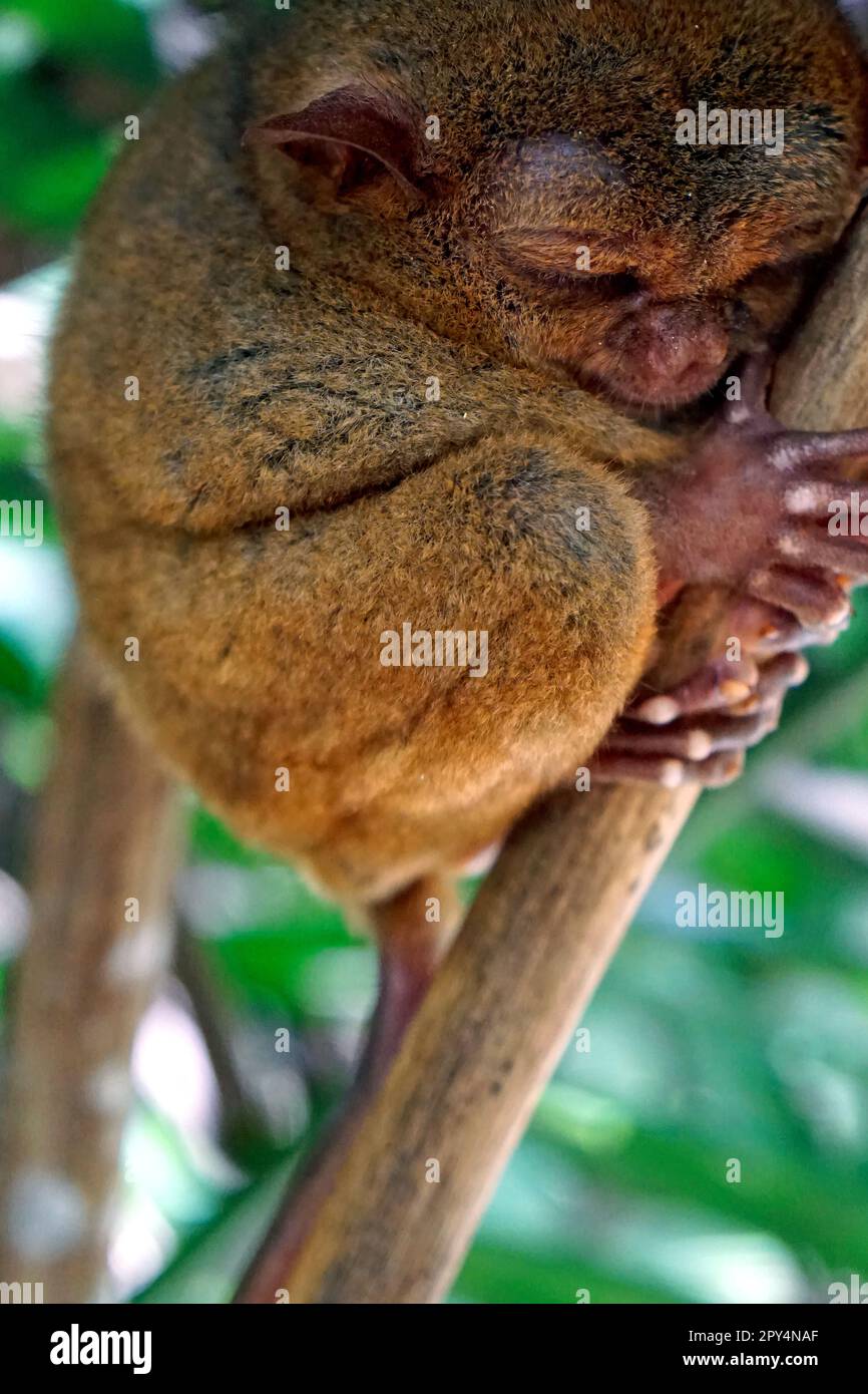 Portrait of Tarsier monkey (Tarsius Syrichta) on the tree at bohol ...
