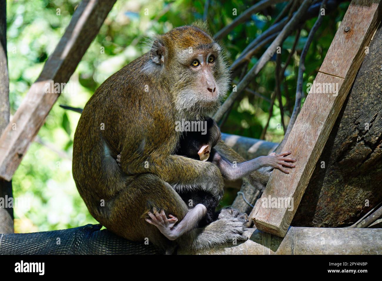 macaque monkeys ion cebu island at the philippines Stock Photo Alamy