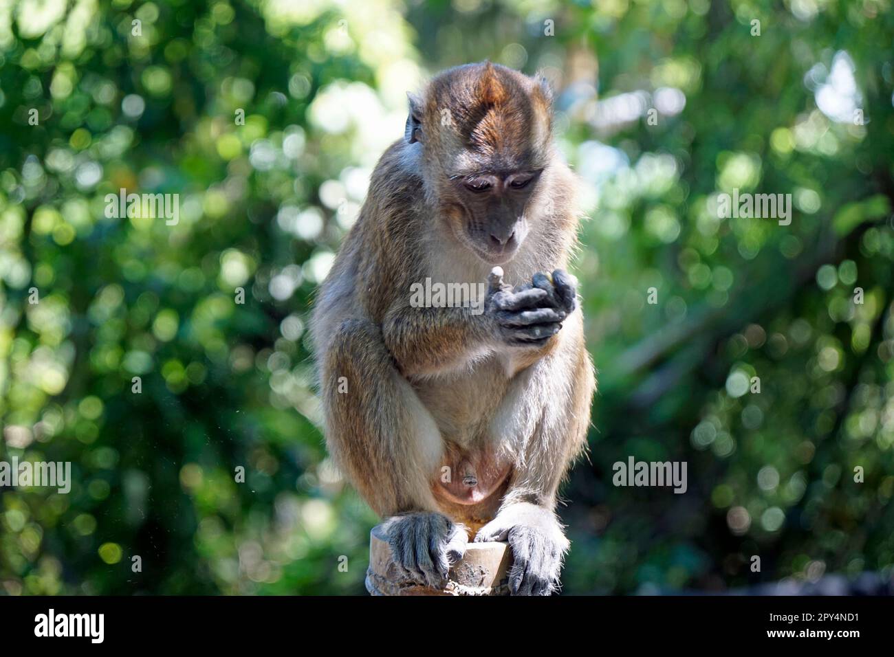 macaque monkeys ion cebu island at the philippines Stock Photo Alamy