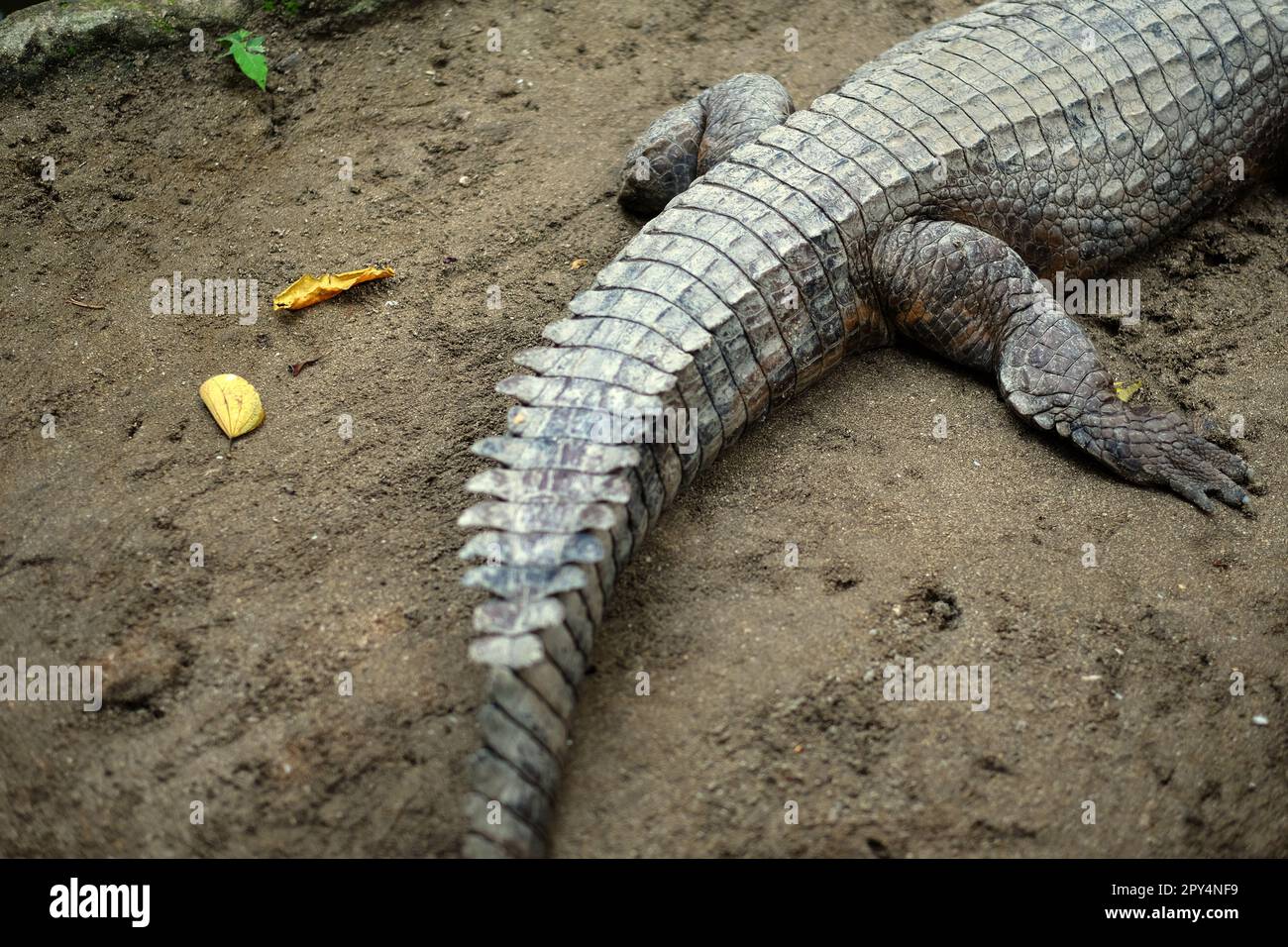 Part of a crocodile's body at Bali Zoo in Singapadu, Sukawati, Gianyar