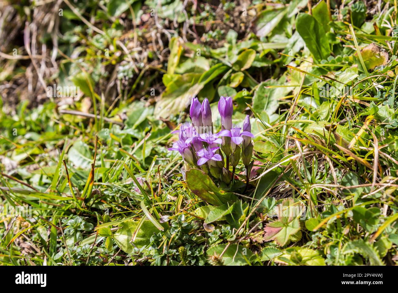 Field gentian (Gentianella campestris) growing on the alps mountains Stock Photo
