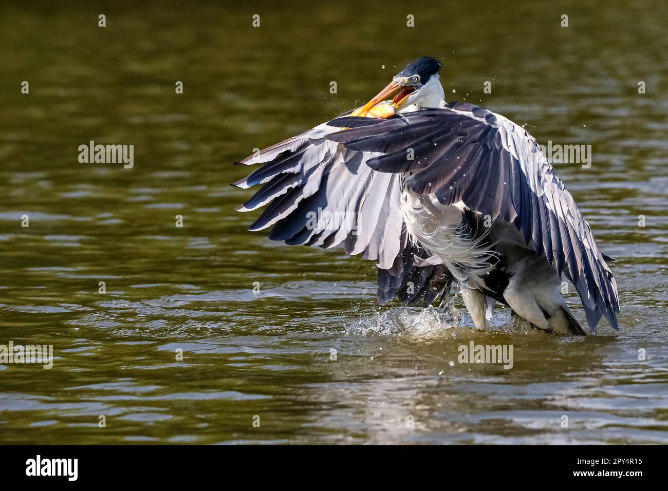 Cocoi heron in flight over river surface catching prey, wings forward, Pantanal Wetlands, Mato Grosso, Brazil Stock Photo