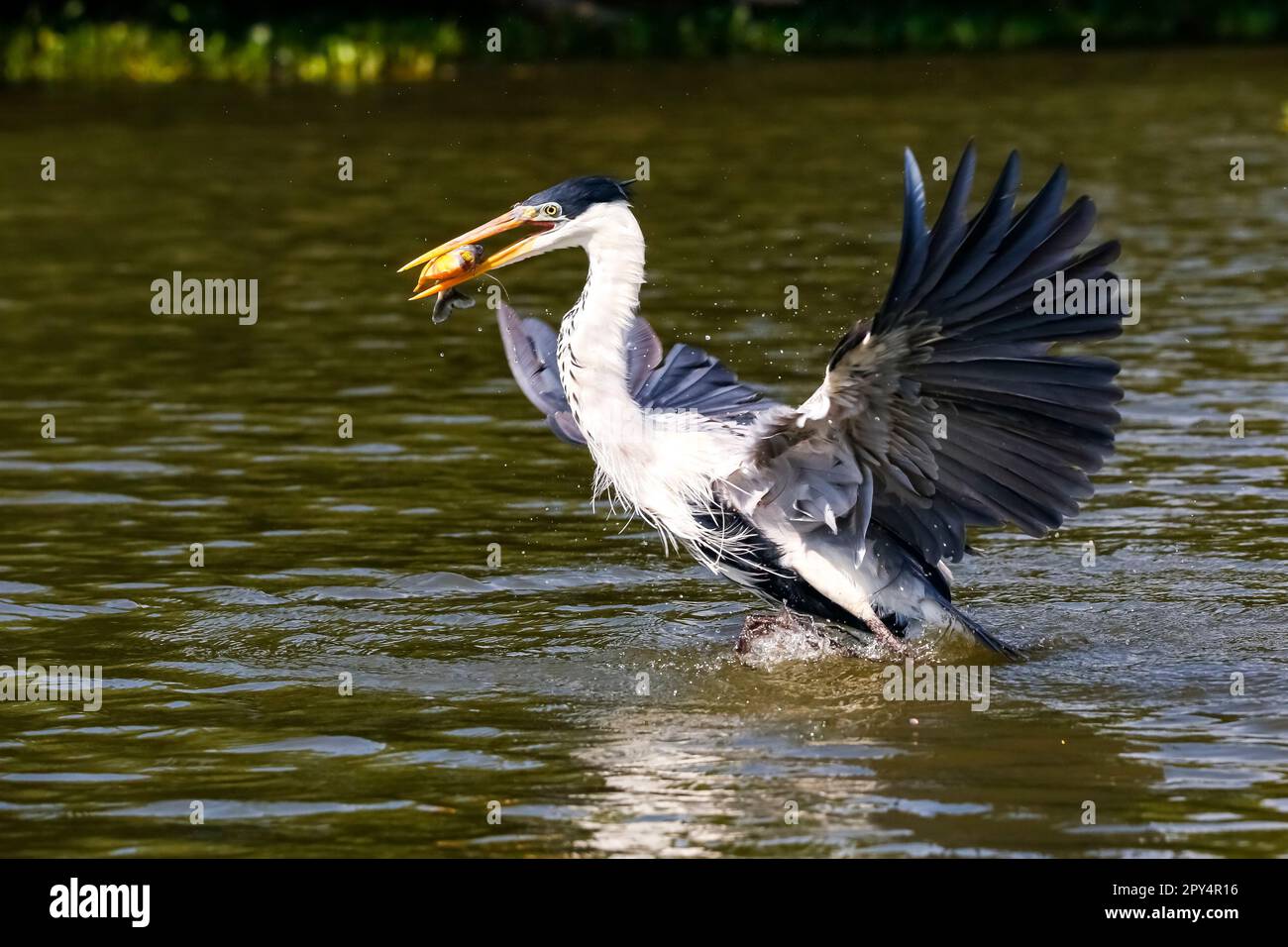 Cocoi heron with a Piranha in its beak in flight over river surface, Pantanal Wetlands, Mato Grosso, Brazil Stock Photo