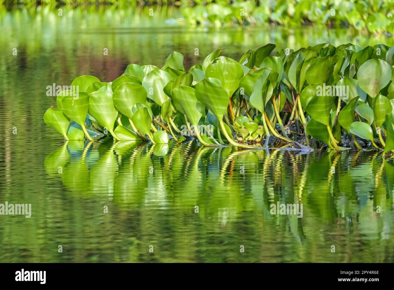 Close-up of Water Hyacinth leaves reflecting on the water surface in sunshine, Pantanal Wetlands, Mato Grosso, Brazil Stock Photo
