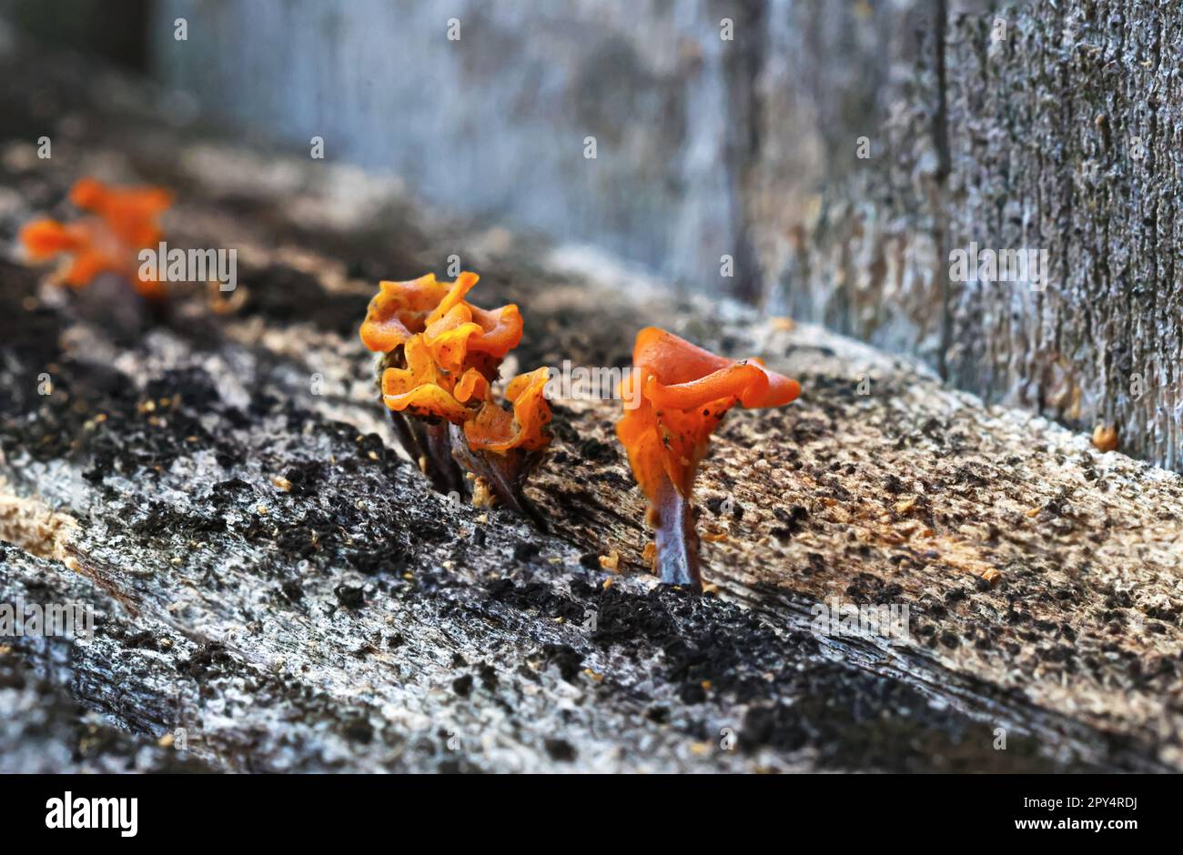 Fantastic fungi, fungus, Dacryopinax Spathularia growing outside on old wood, shot in macro. Stock Photo