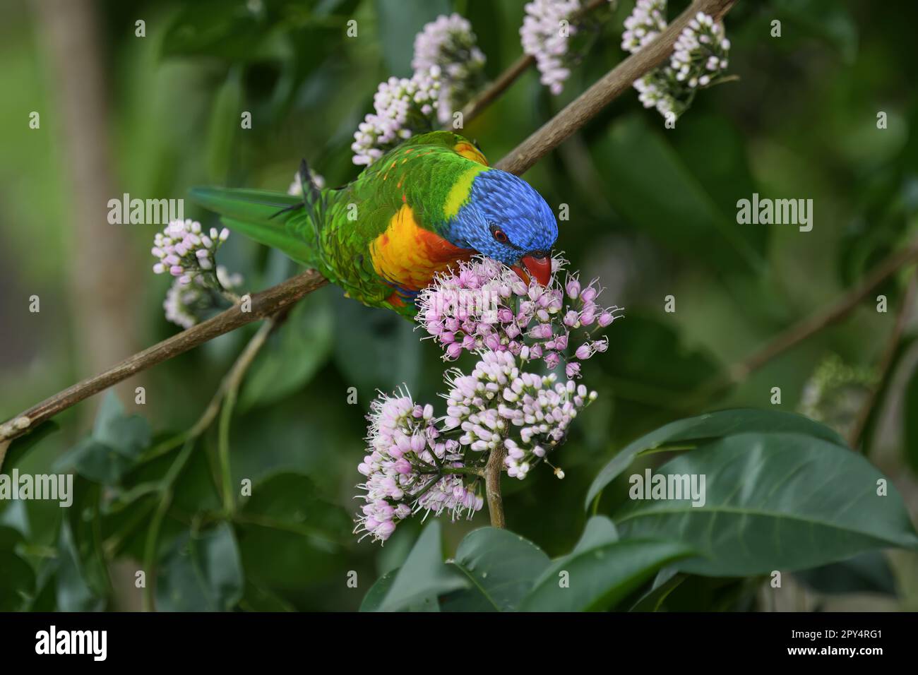 An Australian adult Rainbow Lorikeet -Trichoglossus moluccanus- bird perched, stretched out on a branch, feeding on nectar, in colourful lush light Stock Photo