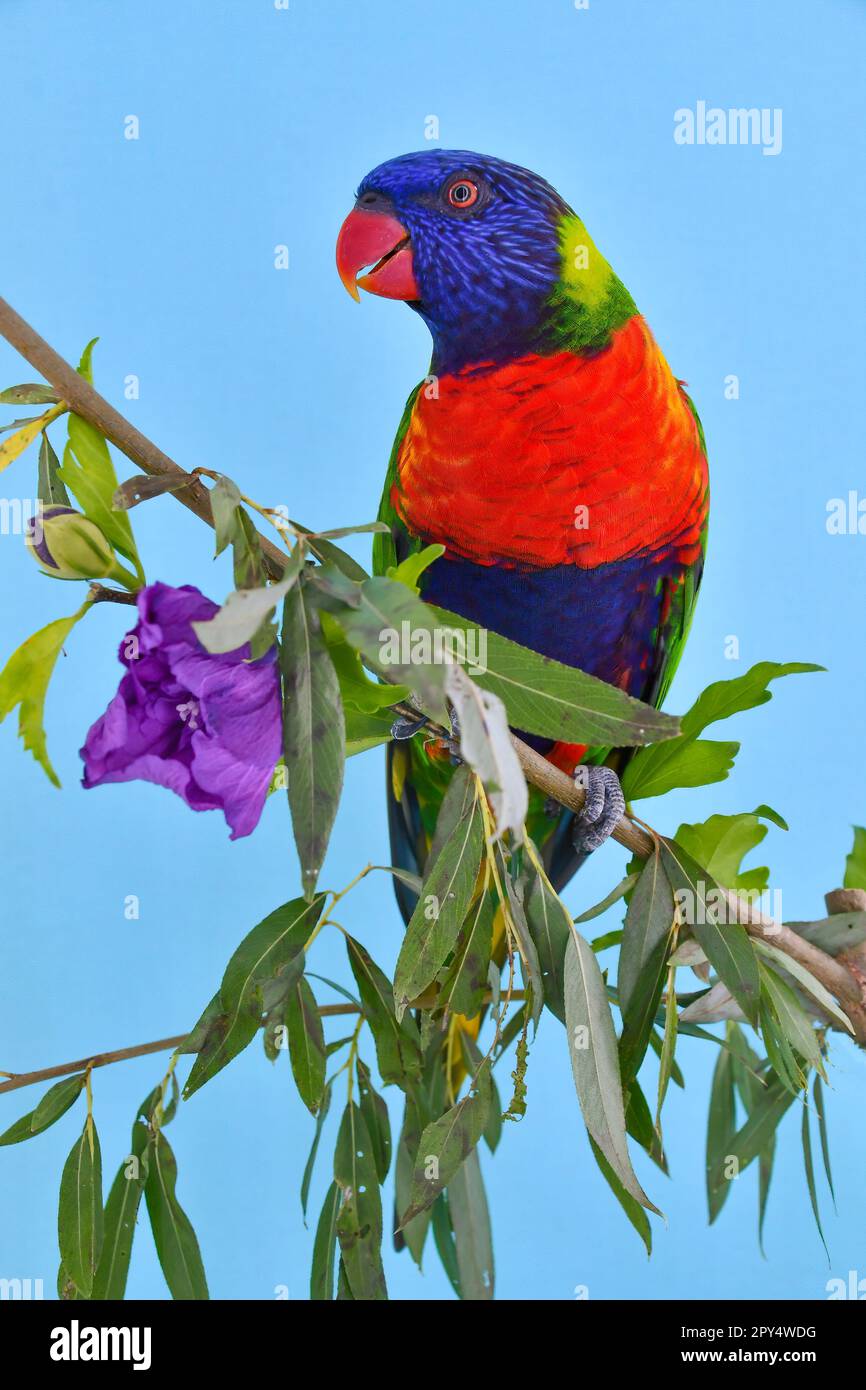 Blue mountain lorikeet hires stock photography and images Alamy