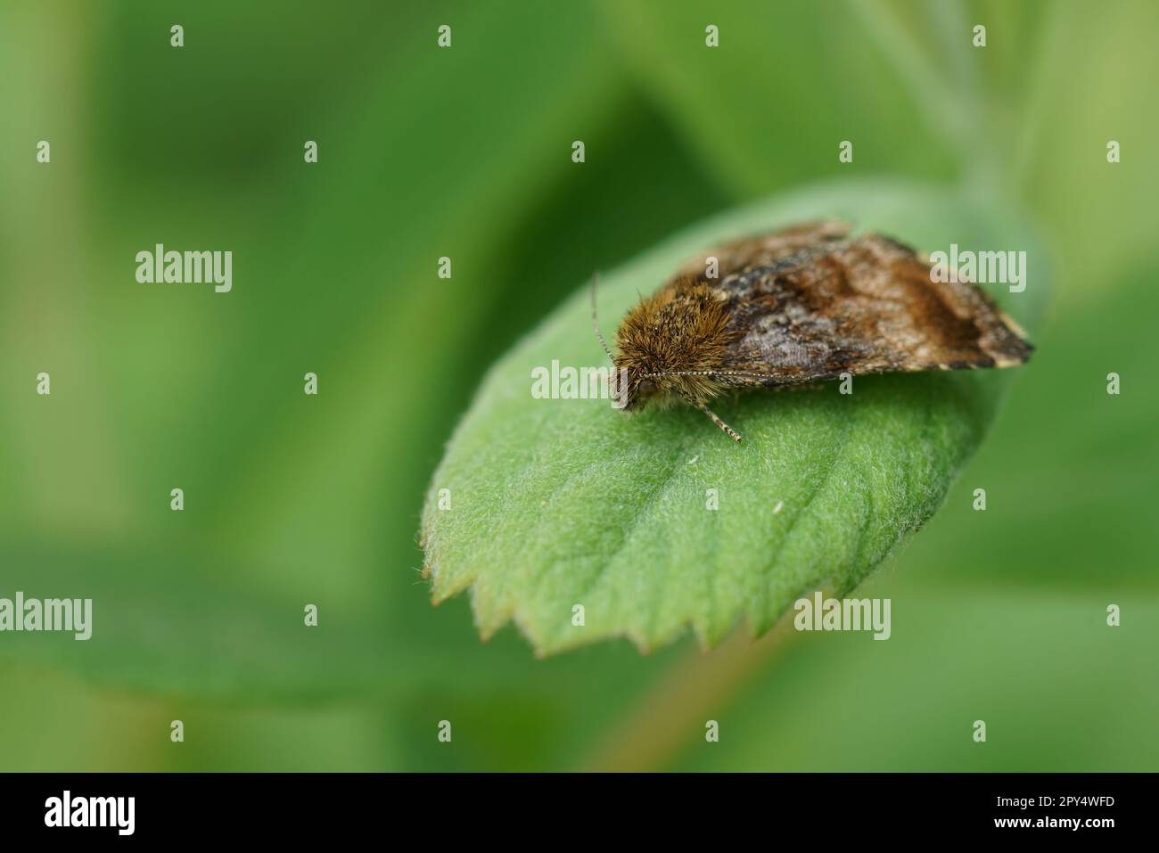 Detailed natural closeup on the Small Yellow Underwing owlet moth, Panemeria tenebrata in the garden Stock Photo