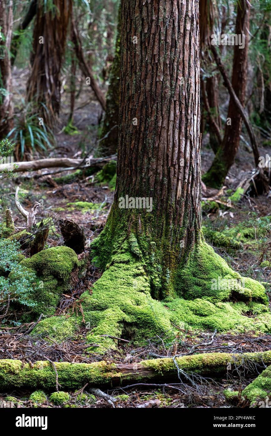 Ballroom Forest, Dove Lake, Cradle Mountain, Tasmania, Australia Stock