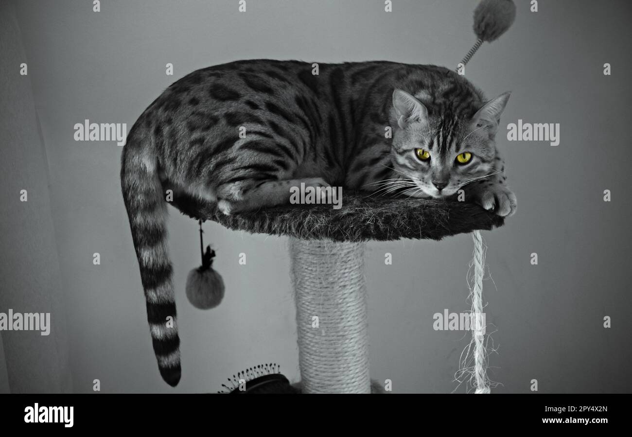 Black cat emerald green eyes hi-res stock photography and images - Alamy