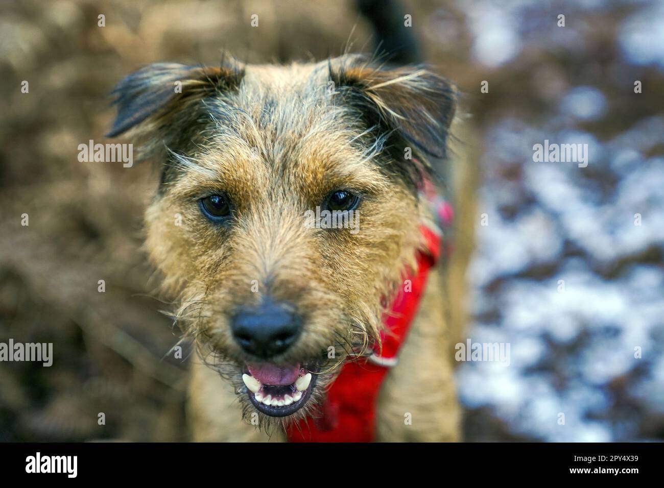 File photo dated 03/12/2021 of a border terrier called Winston, enjoying the outside in Berkshire. Dogs may be at risk of lead poisoning after researchers found 'very high' concentrations from shotgun pellets in raw pheasant pet food. Lead is a toxic metal that is poisonous to both humans and animals and its effects are particularly focused on the nervous system. Despite the dietary danger to health, lead shot can be used legally to kill terrestrial game birds, like pheasants, in the UK. Most pheasants are eaten by people but some are minced and used in pet food. Issue date: Wednesday May 3, 2 Stock Photo