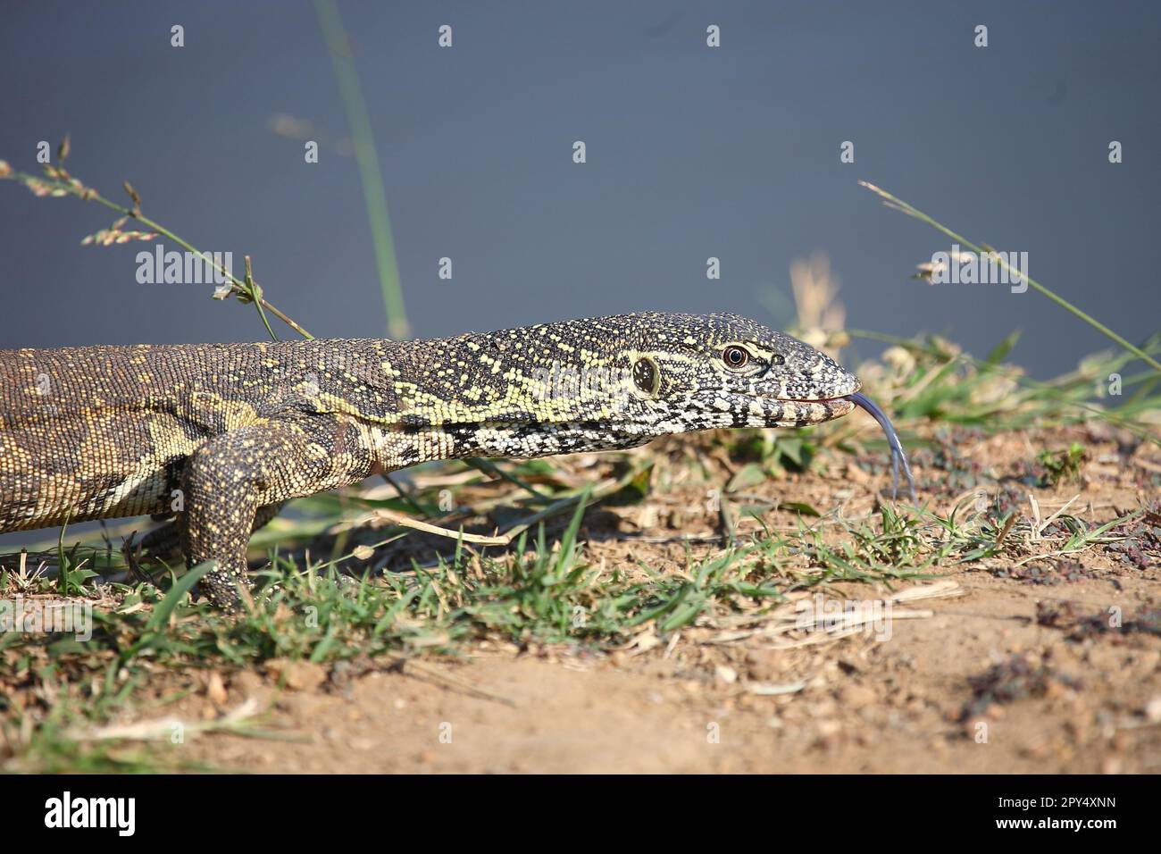 Stunning Reasons Why Nile Monitors Need Calcium Supplements image