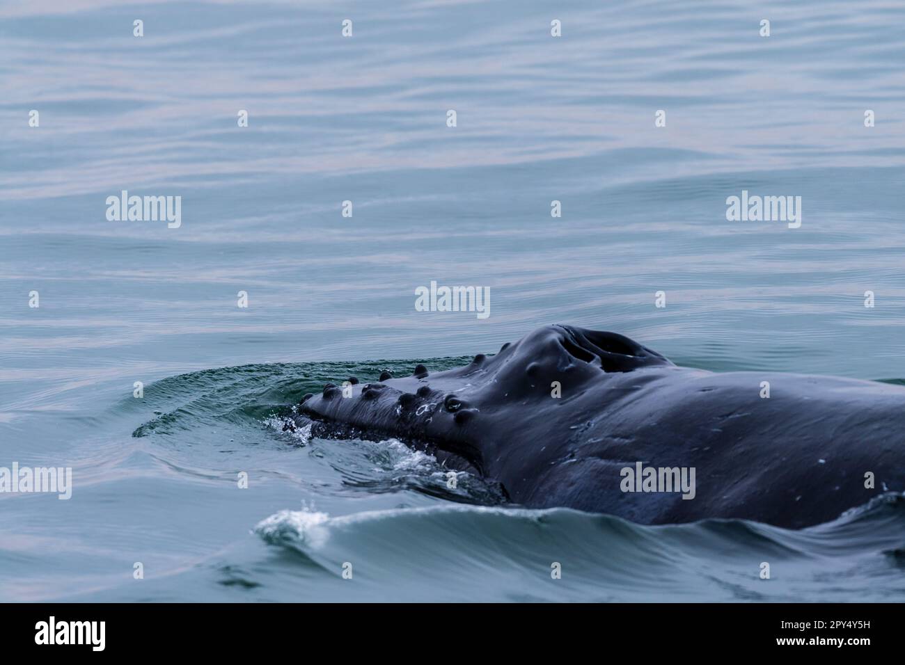 Dosal Blowhole and dosal fin of a surfacing whale, in Walvis Bay, Namibia ...