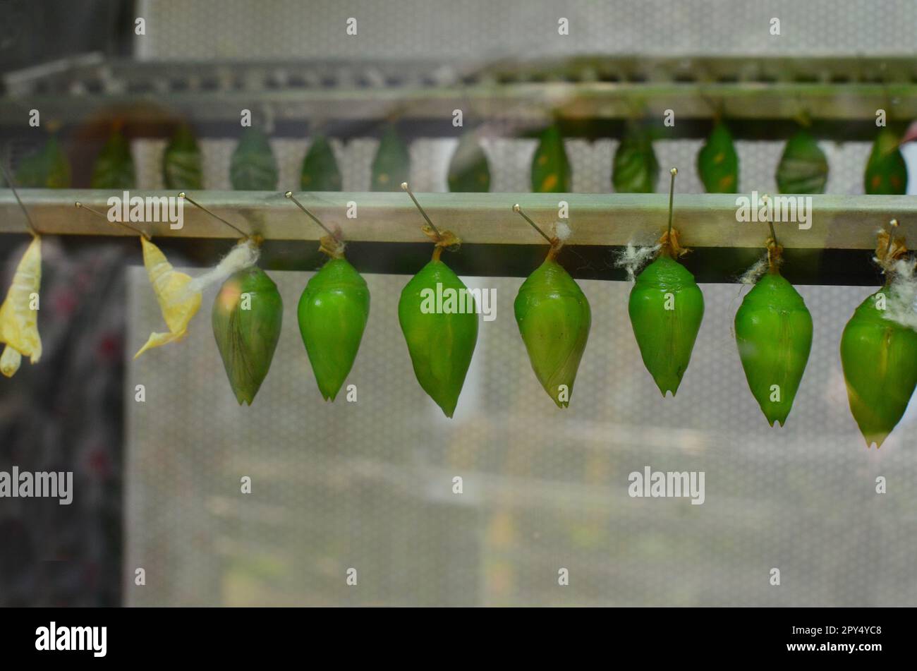 Many green butterfly pupae in insect zoo, view through window glass