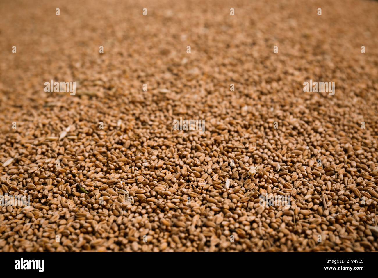 Pile of wheat grains as background, closeup Stock Photo - Alamy