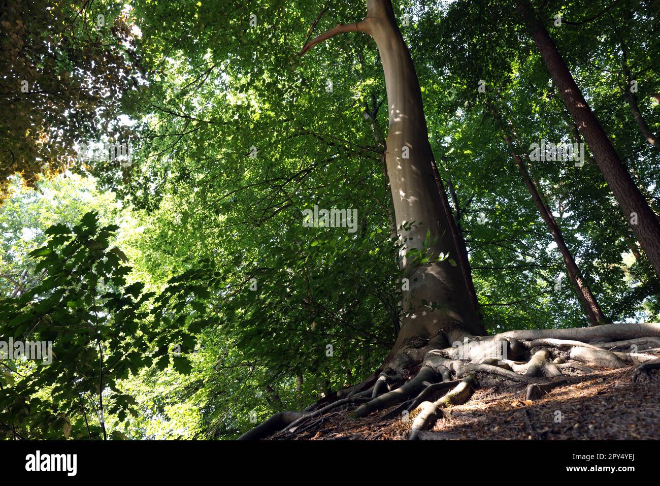 Tree roots visible through ground in forest Stock Photo - Alamy