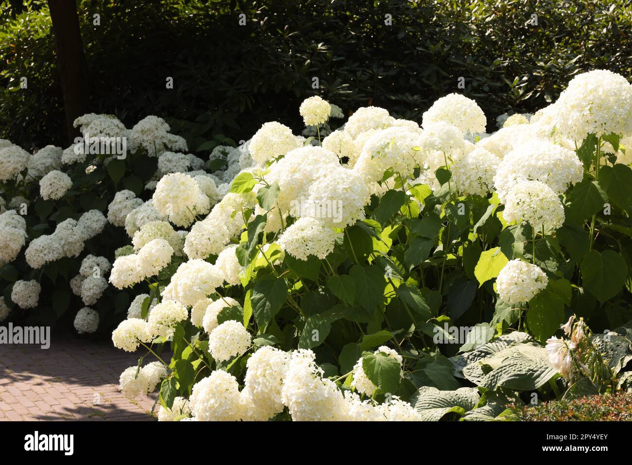 Beautiful hydrangea shrubs with white flowers outdoors Stock Photo - Alamy